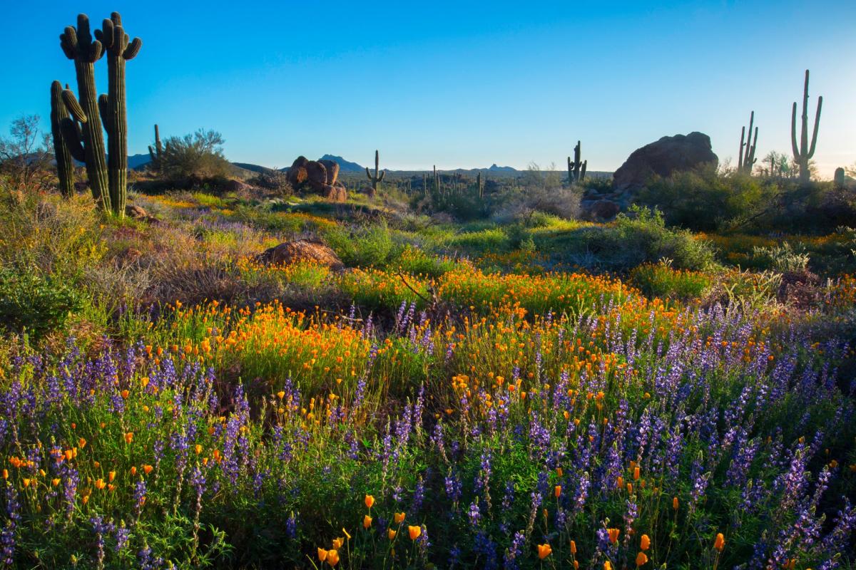A field of wildflowers in Scottsdale Arizona. 